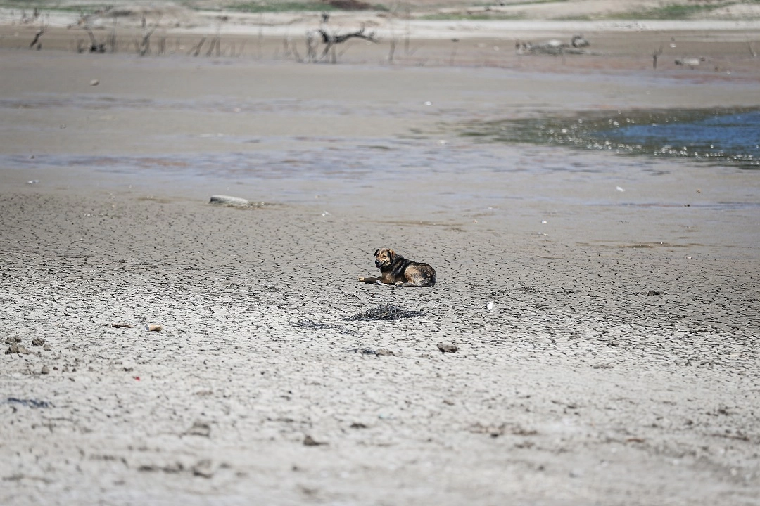 Bursa’da olağanüstü kuraklık! Ekosistem çöküyor