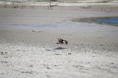 Bursa’da olağanüstü kuraklık! Ekosistem çöküyor