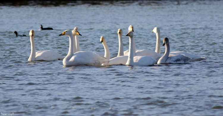 Önceden avcıydı şimdi kuşların koruyucusu: Alper Tüydeş'ten ilham veren proje - Bursa Hayat Gazetesi-4