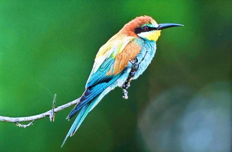 Önceden avcıydı şimdi kuşların koruyucusu: Alper Tüydeş'ten ilham veren proje - Bursa Hayat Gazetesi-6