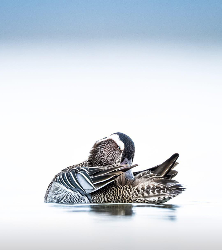 Önceden avcıydı şimdi kuşların koruyucusu: Alper Tüydeş'ten ilham veren proje - Bursa Hayat Gazetesi-9