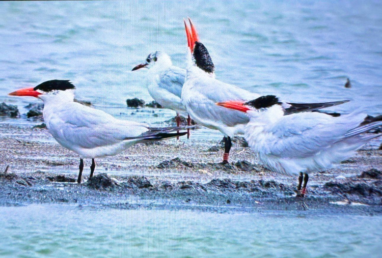 Önceden avcıydı şimdi kuşların koruyucusu: Alper Tüydeş'ten ilham veren proje - Bursa Hayat Gazetesi-5