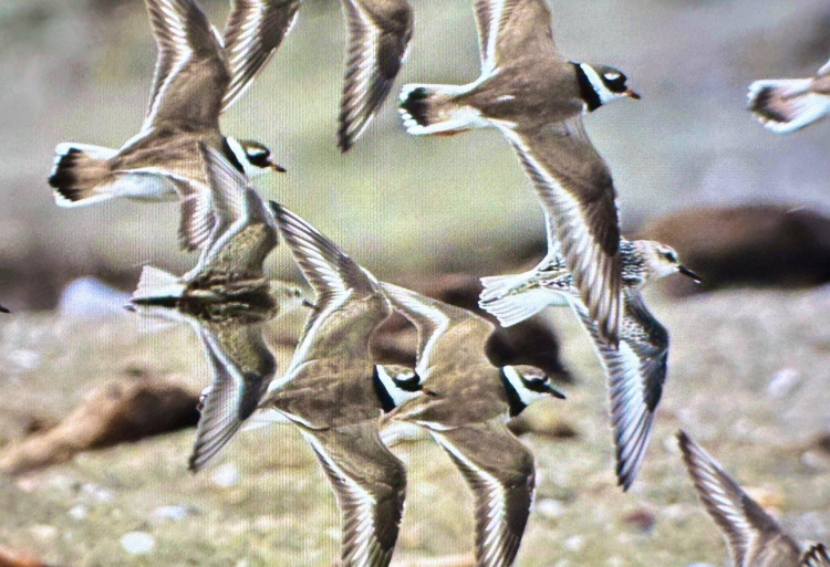 Önceden avcıydı şimdi kuşların koruyucusu: Alper Tüydeş'ten ilham veren proje - Bursa Hayat Gazetesi-7