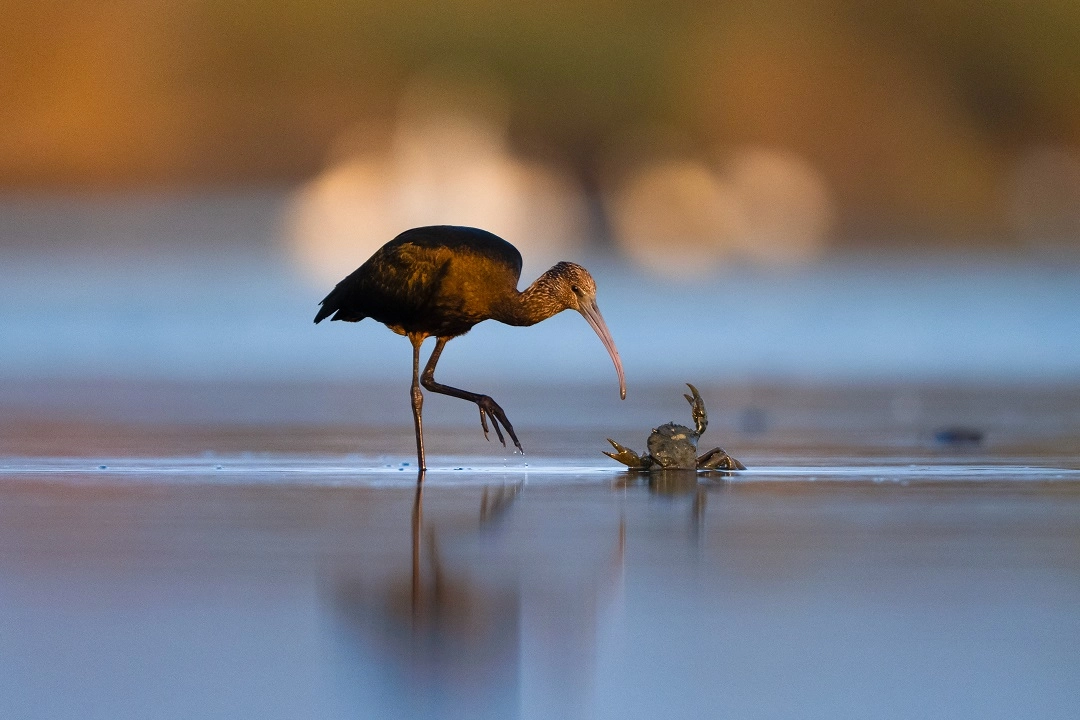 Çeltikçi kuşları göç hazırlığında enerji depoluyor