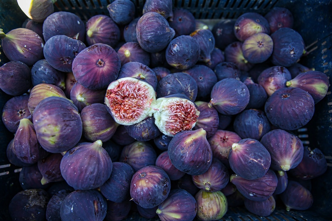 Bursa siyah inciri dünyayı tatlandırıyor