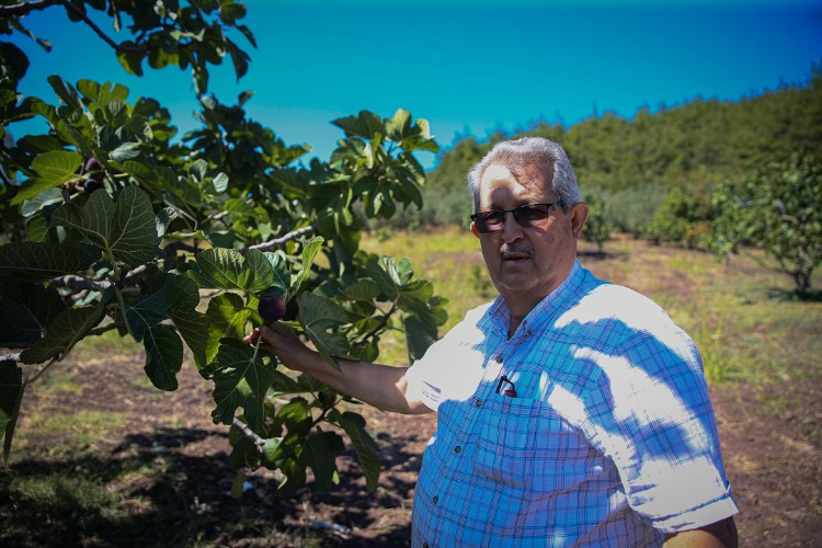 Rekolte Düşüşü Var Ama Kalite Yüz Güldürüyor