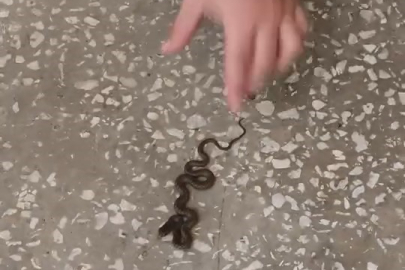 Bursa’da okulda görülen yavru yılan paniğe yol açtı