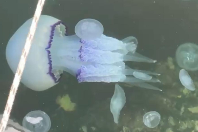 “Marmara'yı atık çukuru gibi kullandık şimdi bedelini ödüyoruz”