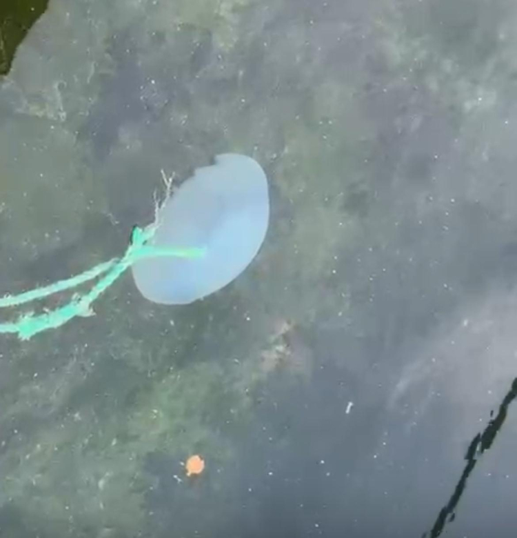 “Marmara'yı atık çukuru gibi kullandık şimdi bedelini ödüyoruz” - Bursa Hayat Gazetesi-6