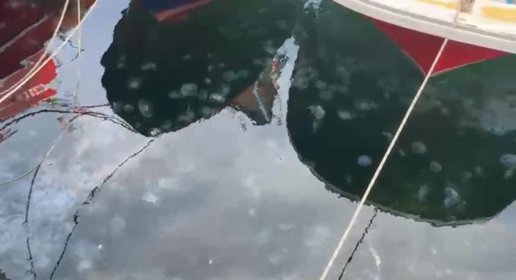 “Marmara'yı atık çukuru gibi kullandık şimdi bedelini ödüyoruz” - Bursa Hayat Gazetesi-7