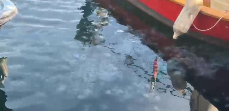 “Marmara'yı atık çukuru gibi kullandık şimdi bedelini ödüyoruz” - Bursa Hayat Gazetesi-5