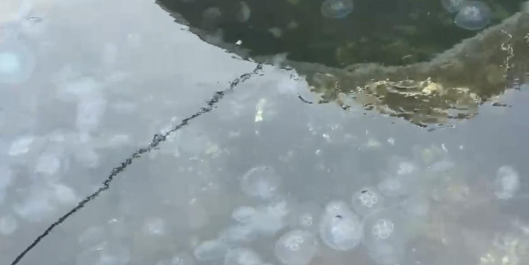 “Marmara'yı atık çukuru gibi kullandık şimdi bedelini ödüyoruz” - Bursa Hayat Gazetesi-3