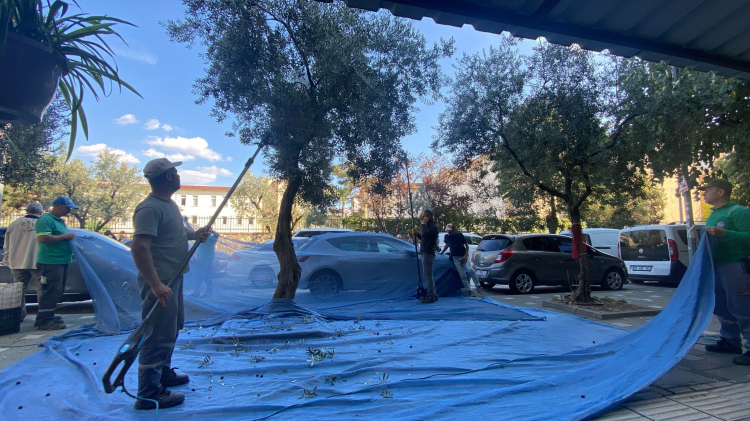 Orhangazi’de zeytine ilk dokunuş: Hasat sezonu başladı - Bursa Hayat Gazetesi-2