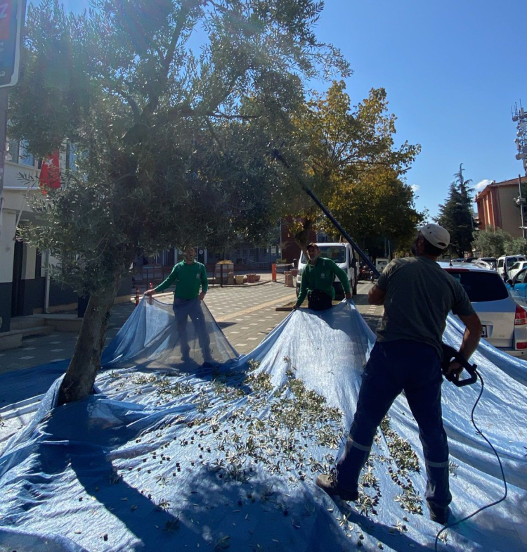 Orhangazi’de zeytine ilk dokunuş: Hasat sezonu başladı - Bursa Hayat Gazetesi-3