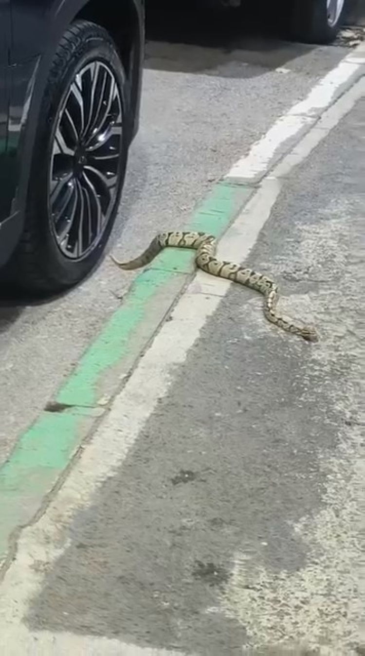 Bursa'da mahalle sakinlerini şaşkına çeviren olay!-Bursa Hayat Gazetesi-2