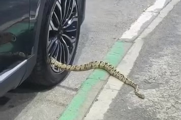 Bursa'da mahalle sakinlerini şaşkına çeviren olay!