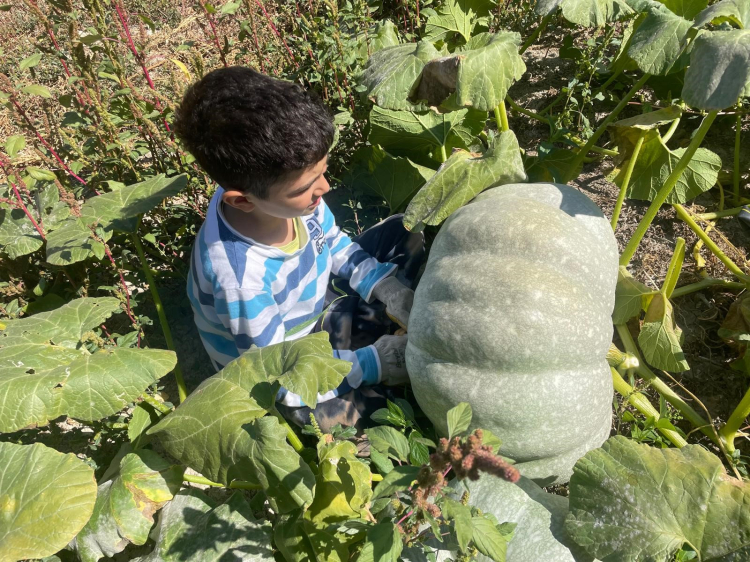 Bursa'da 40 kilograma ulaşan dev kabaklar şaşırttı! -Bursa Hayat-3