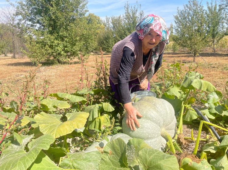 Bursa'da 40 kilograma ulaşan dev kabaklar şaşırttı! -Bursa Hayat-2