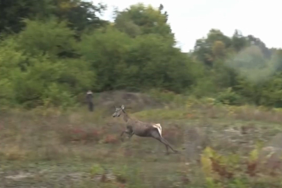 Bursa’da yetiştirilen kızıl geyikler özgürlüğüne kavuştu