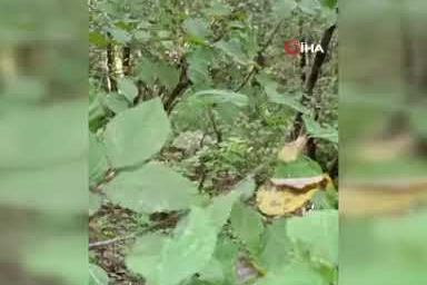 Çamlıhemşin'de ilk kez beyaz ayı görüntülendi