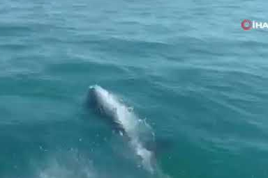 Deniz polisinin devriyesine 'Yunuslar'eşlik etti