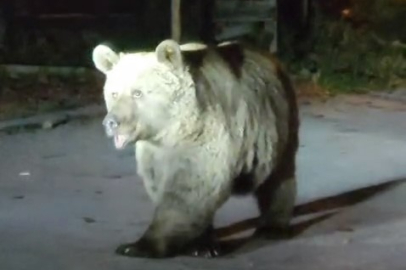 Uludağ’da dağcılar ayı ailesiyle karşılaştı