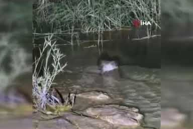 Halfeti'de su samuru görüldü