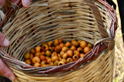 Karacabey’in 'Alıç Meyvesi' dünya pazarına açılıyor!