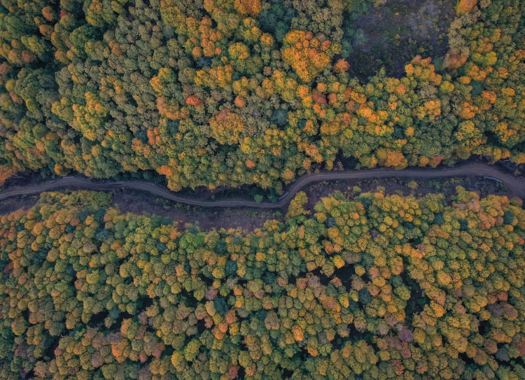 Uludağ ormanları sonbaharda renk cümbüşüyle büyülüyor -Bursa Hayat-3