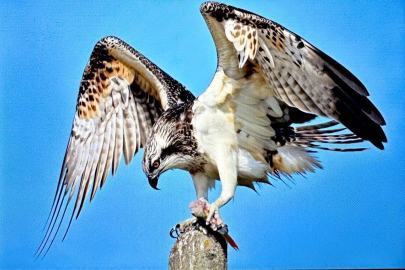 Balık kartalı Bursa Uluabat’ta avlanırken görüntülendi