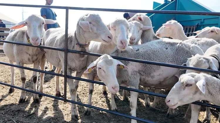 İnegöl Belediyesi'nden Bursa tarımına güç katan uygulama - Bursa Hayat Gazetesi-2