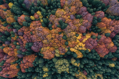 Uludağ ormanları sonbaharda renk cümbüşüyle büyülüyor