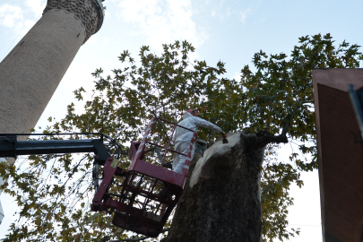 Bursa'da asırlık çınara özel bakım