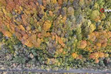 Ağaç tünel yol Safranbolu ve Amasra arasında köprü oluşturuyor