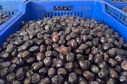 Bursa zeytinde zirveye yürüyor! 130 bin tonluk sofralık rekolte beklentisi
