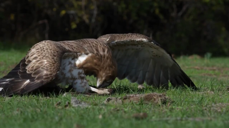 Bursa Karacabey Longozu'nda belgesellik an!-Bursa Hayat Gazetesi-2