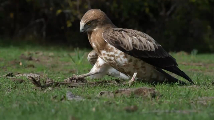 Bursa Karacabey Longozu'nda belgesellik an!-Bursa Hayat Gazetesi-3