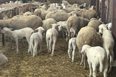 Bursa’da şap hastalığı nedeniyle zarar gören besiciler destek bekliyor