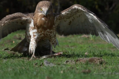 Bursa Karacabey Longozu'nda belgesellik an!