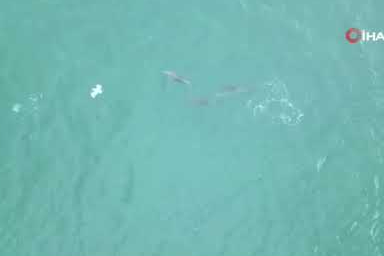 Karadeniz'de yunusların dansı dron kamerasına takıldı