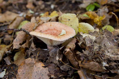 Bursa'da ormandan toplayıp yedikleri mantar hastanelik etti