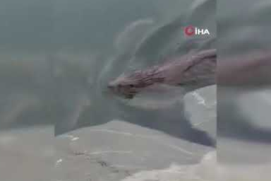 Nesli tükenmekte olan su samuru Küçükçekmece’de görüldü