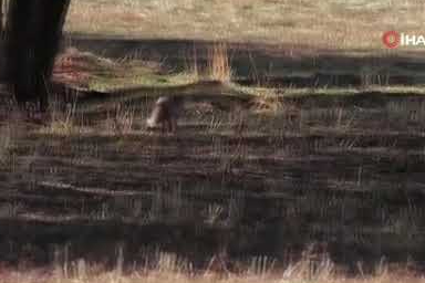 Bingöl'de kızıl tilki görüntülendi