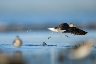 Kocaçay Deltası kuşlarla canlandı