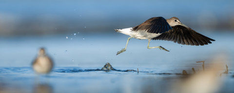 Kocaçay Deltası kuşlarla canlandı