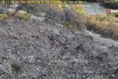 Avlanan vaşak ve yavruları fotokapana takıldı