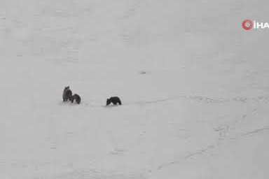 Munzur Dağı’nda nefes kesen anlar: Boz ayıdan kaçan dağ keçileri kamerada