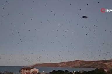 Tatvan'da gökyüzü kargalarla karardı