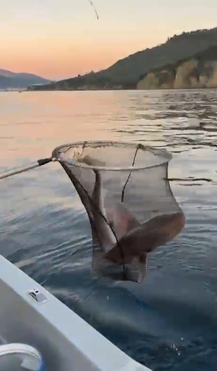 Bursa’da şaşırtan av! Dev Köpek Balığı ağlara takıldı -Bursa Hayat-3