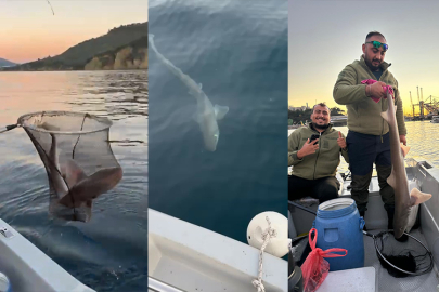 Bursa’da şaşırtan av! Dev Köpek Balığı ağlara takıldı